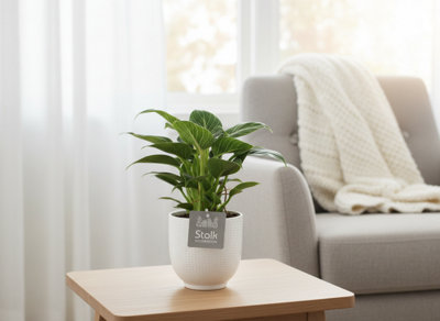 Phil e Wave Ceramic Liv Pot size 13 Cm Height 35 Philodendron Indoor ...