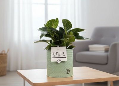 Phil e Wave Zink Louise Pot size 12 Cm Height 35 philodendron Indoor ...
