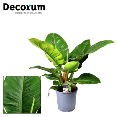 Phil Imperial Green, 19cm Pot Size, 55cm Tall, Philodendron, Indoor ...