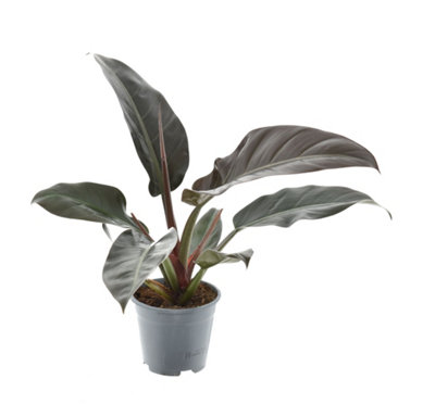 rio philodendron Philodendron hederaceum 'Rio' 4