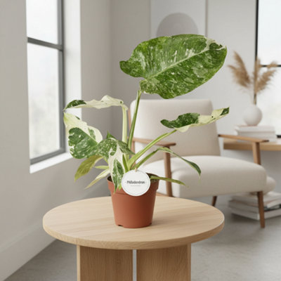 Phil Jose Buono Pot size 15 Cm Height 35 philodendron Indoor Houseplant