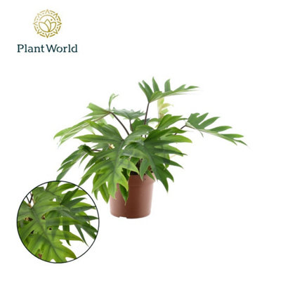 Phil Mayoi, 19cm Pot Size, 55cm Tall, Philodendron Mayoi,Indoor Houseplant