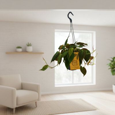 Phil Micans Pot size 15 Cm Height 40 Velvet-leaf Philodendron Indoor ...