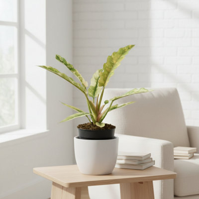 Phil Narrow Ring Of Fire Pot size 12 Cm Height 30 Philodendron Indoor ...