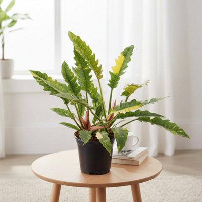 Phil Narrow Ring Of Fire Pot size 19 Cm Height 50 Philodendron Indoor ...