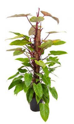 Phil Painted Lady, 24cm Pot Size, 130cm Tall, Philodendron, Indoor ...