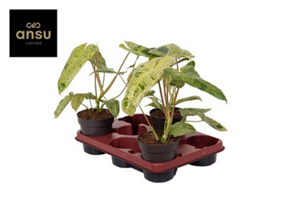 Phil Paraiso Verde, 12cm Pot Size, 30cm Tall, Philodendron, Indoor ...