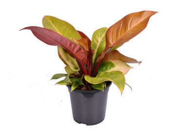Phil Prince Of Orange , 19cm Pot Size , 50cm Tall , Philodendron ...