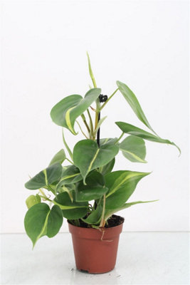 Phil Scandens Brasil, 508cm Pot Size, 30cm Tall, Heartleaf Philodendron ...