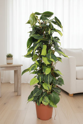 Phil Scandens Brasil Pot size 24 Cm Height 110 philodendron Indoor ...