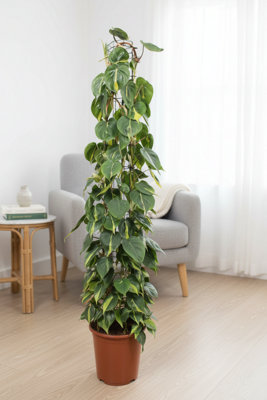 Phil Scandens Brasil Pot size 27 Cm Height 160 Philodendron Indoor ...
