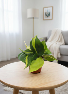 Phil Scandens Brasil Pot size 8.5 Cm Height 15 philodendron Indoor ...