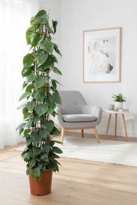 Phil Scandens Pot size 27 Cm Height 160 Heartleaf Philodendron Indoor ...