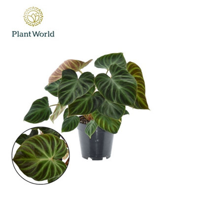 tagetes erecta plant Red Alder – Sparrowhawk Native Plants main image 1