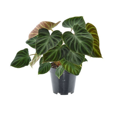 Phil Verrucosum Incensi, 14cm Pot Size, 40cm Tall, Philodendron, Indoor ...
