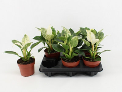 PHIL WHITE WAVE, 12CM POT SIZE, 30CM TALL, HOSTA, INDOOR HOUSEPLANT