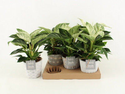 Phil White Wave Ceramic Star, 13cm Pot Size, 35cm Tall, Philodendron ...