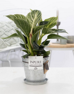 Phil White Wave Zink Louise, 12cm Pot Size, 35cm Tall, Philodendron ...