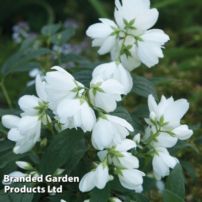 Philadelphus Little White Love 3.6 Litre Potted Plant x 1