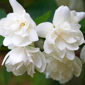 Philadelphus Snowbelle Garden Shrub - Fragrant White Flowers, Deciduous, Compact Size, Hardy (15-30cm Height Including Pot)