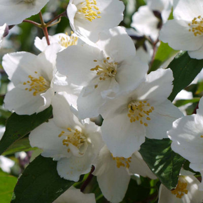 Philadelphus Virginal 3.6 Litre Potted Plant x 2