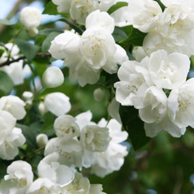 Philadelphus Virginal Garden Plant - Fragrant White Double Blooms (15-30cm Height Including Pot)