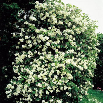 Philadelphus Virginal Garden Plant - Fragrant White Double Blooms (15-30cm Height Including Pot)