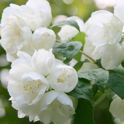 Philadelphus Virginal Mock Orange 10 Litre Pot 80cm - 100cm Tall
