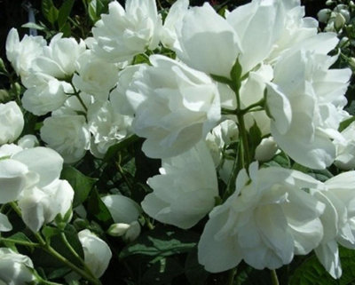 Philadelphus Virginal Mock Orange Shrub Large 3-4ft Supplied in a 3 Litre Pot