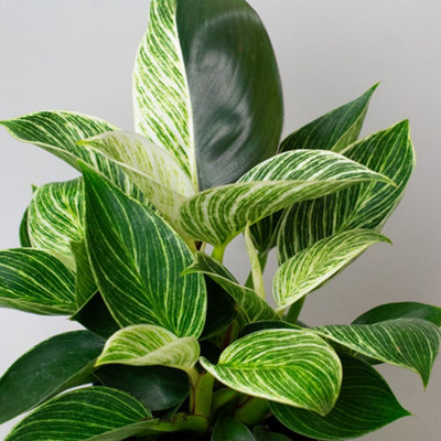 philodendron prince of orange care Philodendron Prince of Orange – colourful houseplant – Plantlovers main image 1