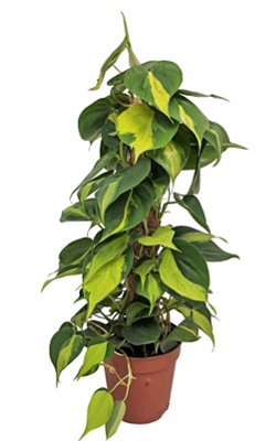 Philodendron Brasil Mosstok, 15cm Pot Size, 50cm Tall, Philodendron, Indoor  Houseplant