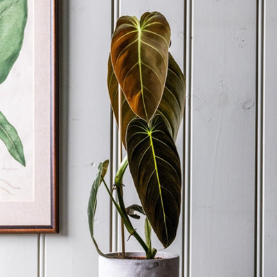pot for monstera plant Monstera Deliciosa with Extra Large Metal Self Watering Pot