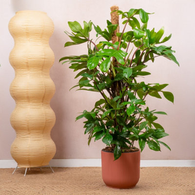 aureum plant Pothos main image 1