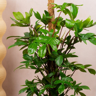 philodendron melanochrysum xl Philodendron Melanochrysum main image 1