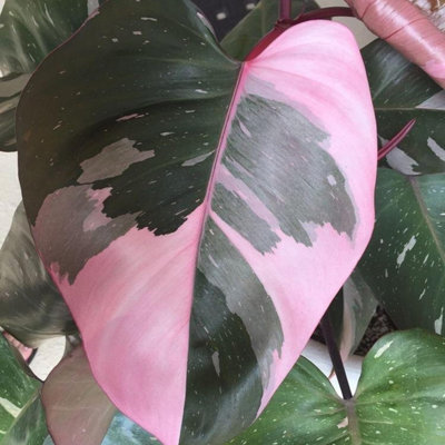 Philodendron Pink Princess in 12cm Pot - Blushing Philodendron Indoor Plant  Pink & Green Variegated Foliage