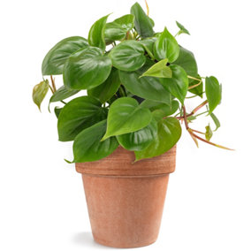 Philodendron scandens - Air Purifying Evergreen Indoor Plant in Hanging Basket, Bright Green Trailing Vines