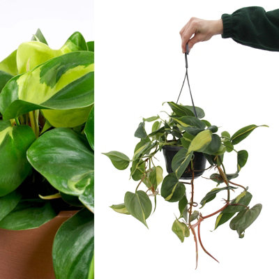 Philodendron scandens 'Brasil' - Variegated Indoor Plant in 15cm Hanging Pot
