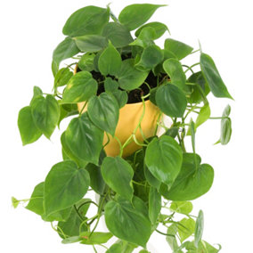 Philodendron scandens - Bright Green Trailing Leaf Vines, Comes in Hanging Basket, Air Purifying Houseplant