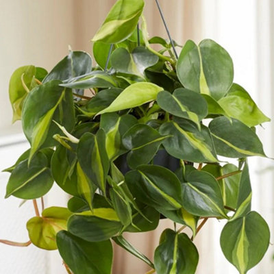 Philodendron scandens - Bright Green Trailing Leaf Vines, Comes in Hanging Basket, Air Purifying Houseplant