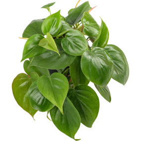 Philodendron scandens in Hanging Basket - Lush Trailing Vines, Easy Care, Fast Growing
