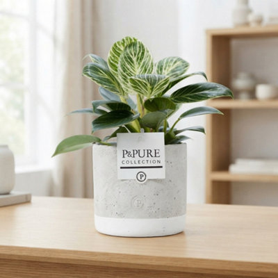 Philodendron White Wave - 12cm Pot, 35cm High