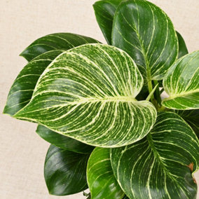 Philodendron White Wave Tropical Indoor Plant - 20-30cm In height In a 12cm Pot