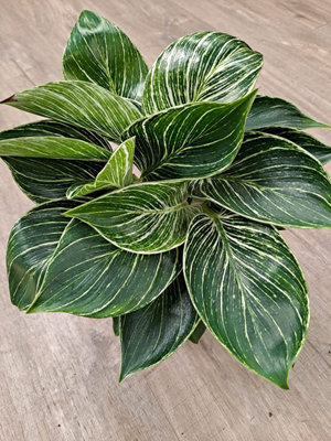 Philodendron White Wave Tropical Indoor Plant - 20-30cm In height In a 12cm Pot - 3