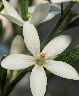 Philotheca myoporoides Gold Touch - Variegated version of our Gin and Tonic Plant - supplied in a 8cm pot