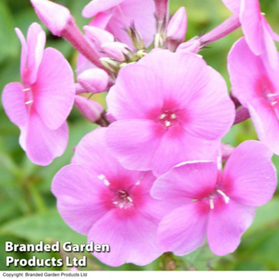 Phlox Paniculata Eva Cullum 1 Litre Potted Plant x 1