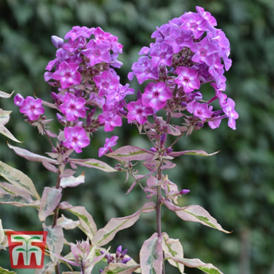 Phlox paniculata Olympus 7cm Pot x 1