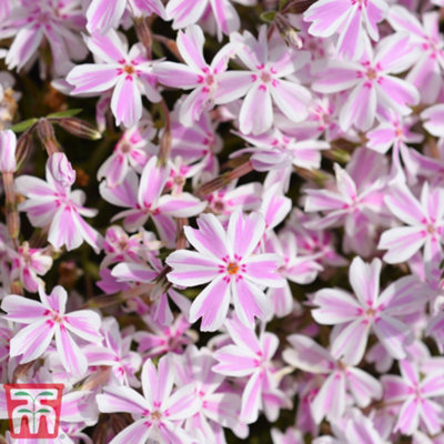 Phlox subulata Candy Stripes 9cm Pot x 1