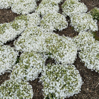 Phlox subulata GoldiPhlox White 6 x Jumbo Plants - Moss Phlox