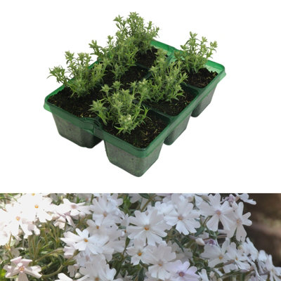 Phlox subulata GoldiPhlox White 6 x Jumbo Plants - Moss Phlox