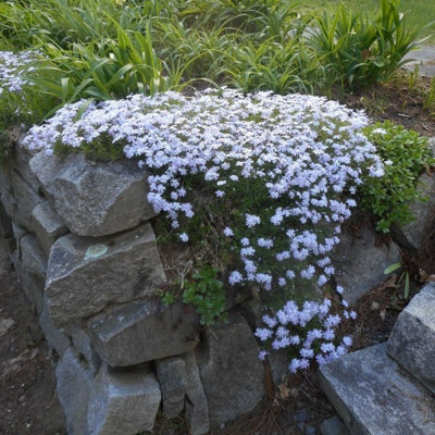 Phlox subulata GoldiPhlox White 6 x Jumbo Plants - Moss Phlox